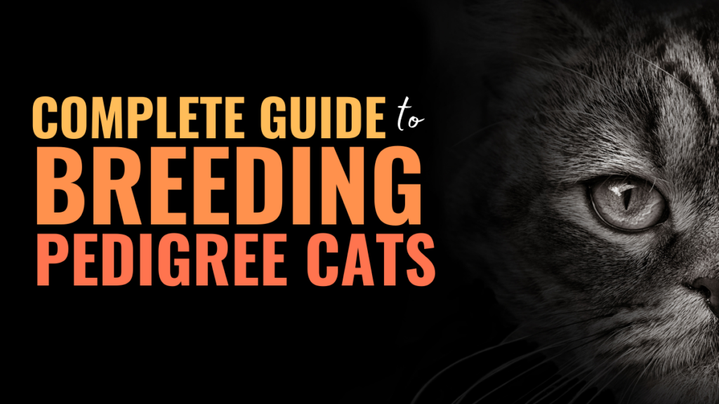 how to breed cats