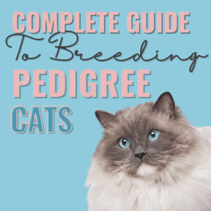 breeding pedigree cats