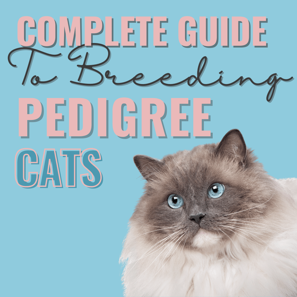 breeding cats course pedigree breeders