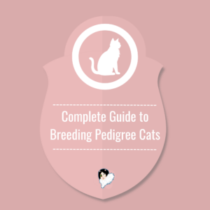 Complete Guide To Breeding Pedigree Cats