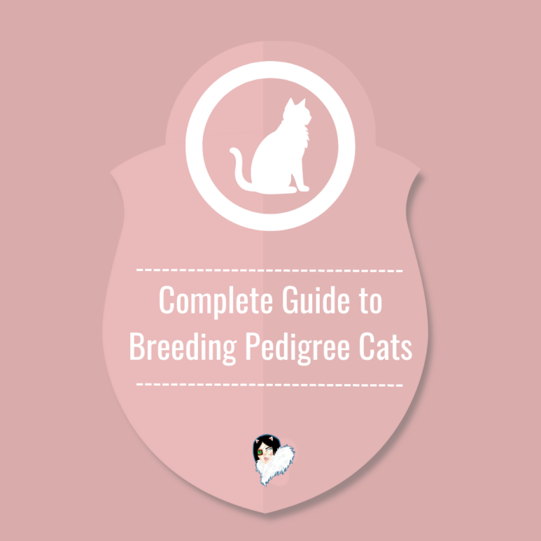 Complete Guide to Breeding Pedigree Cats