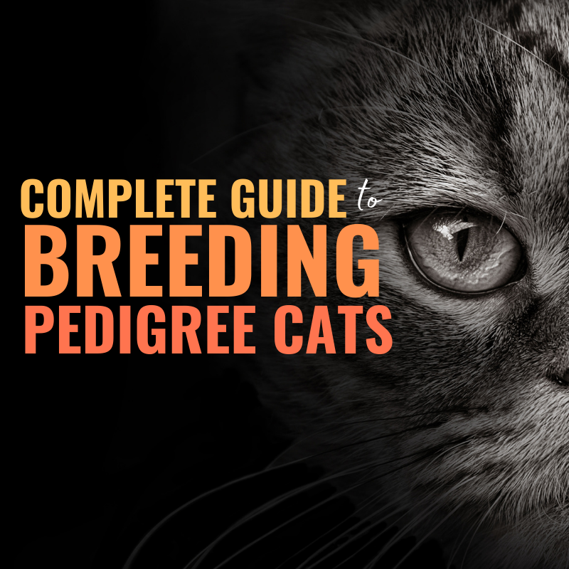 how to breed pedigree cats