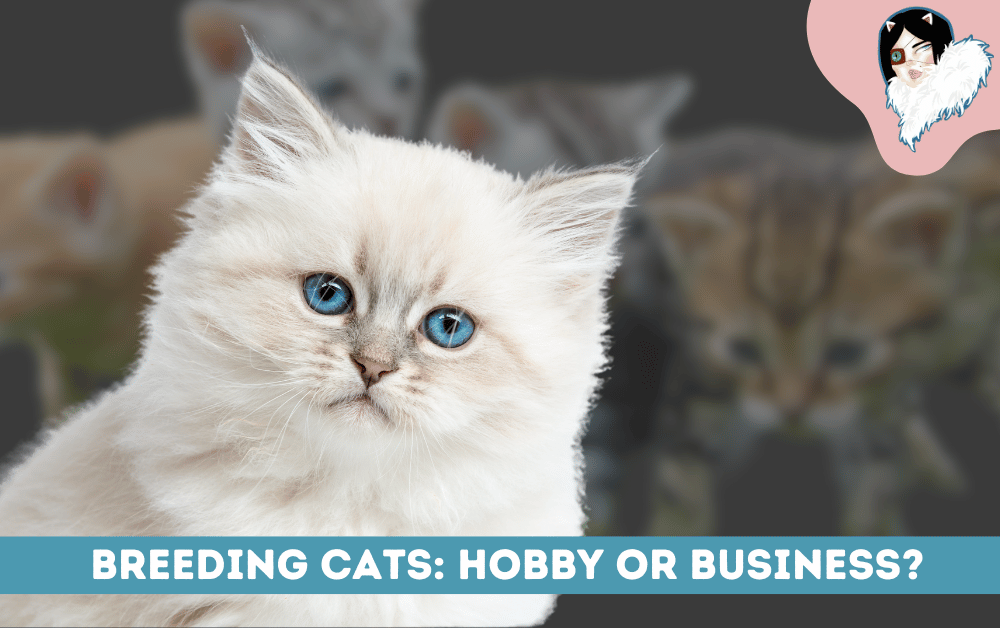 is breeding cats a hobby or a business