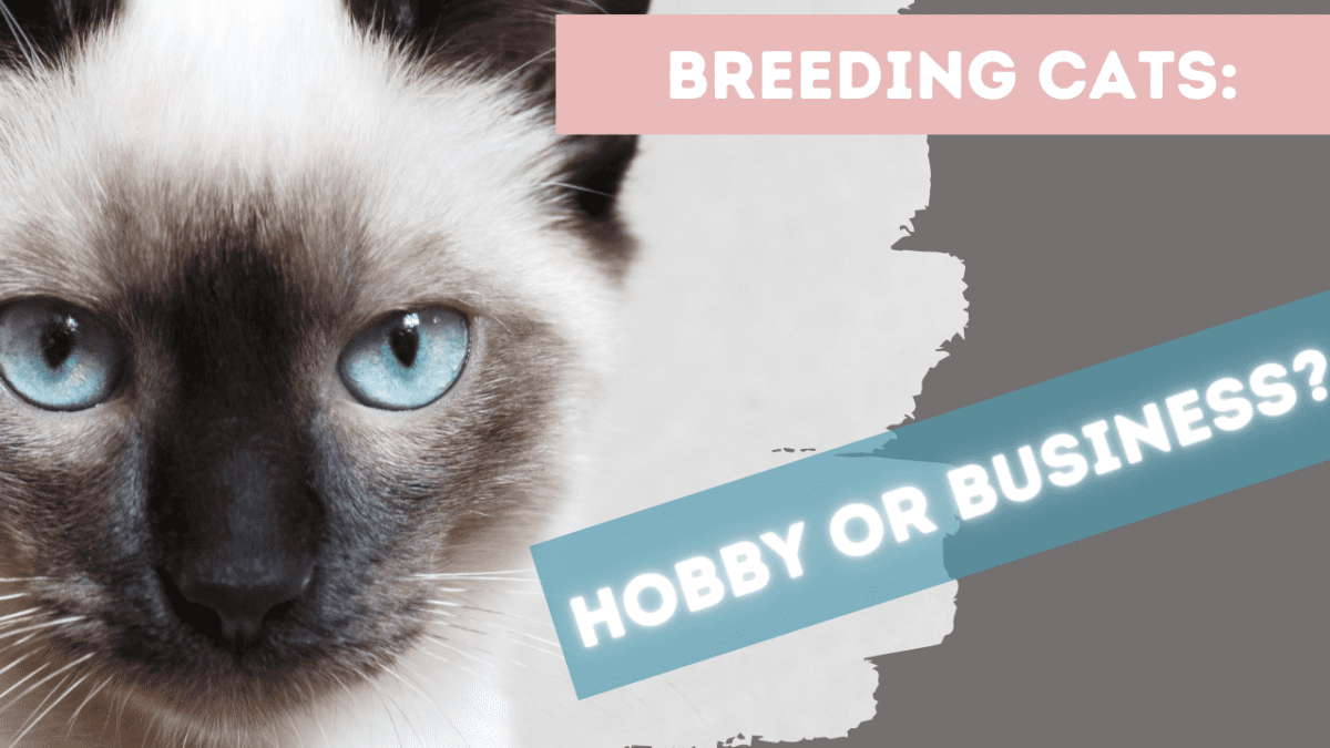 cat breeding hobby