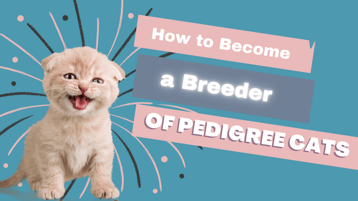how to become a cat breeder