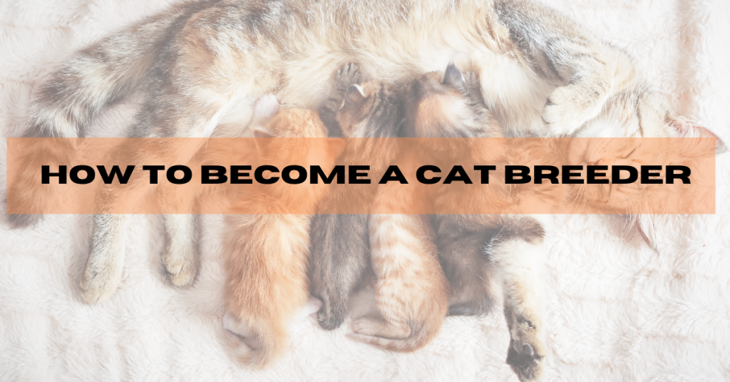 How to a Cat Breeder ⋆ Cat Breeder Sensei