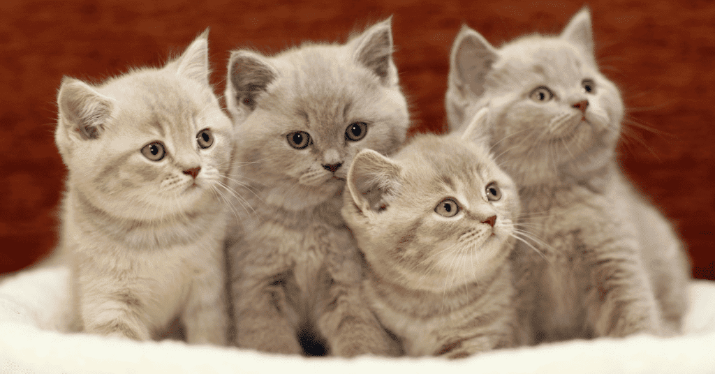 how to become a cat breeder