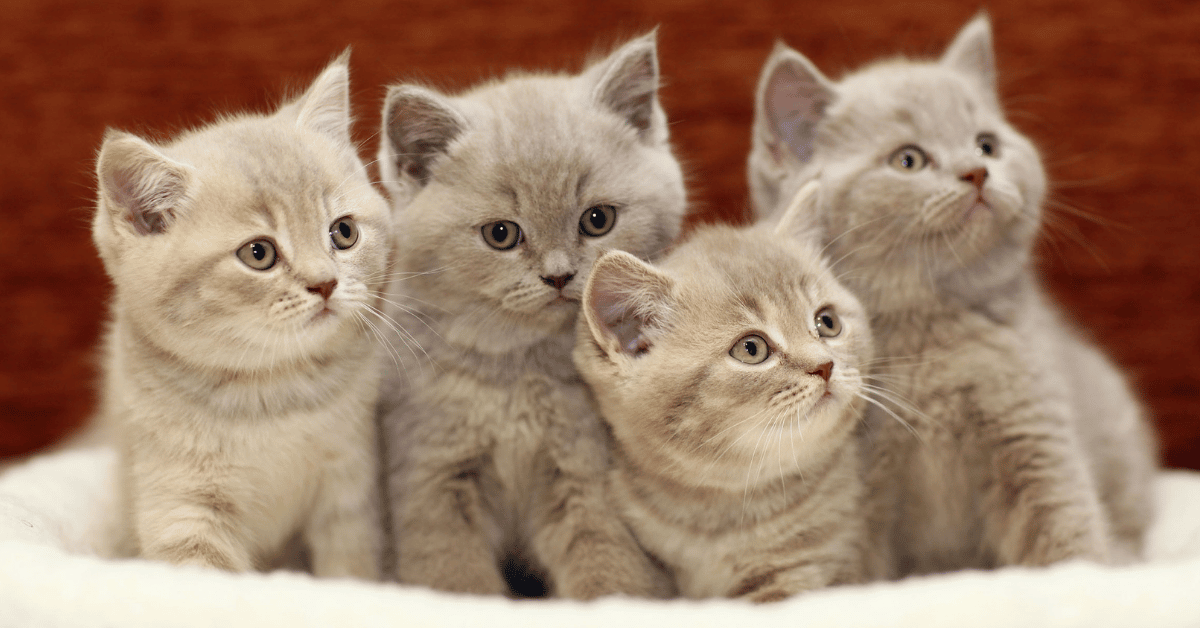 How to a Cat Breeder