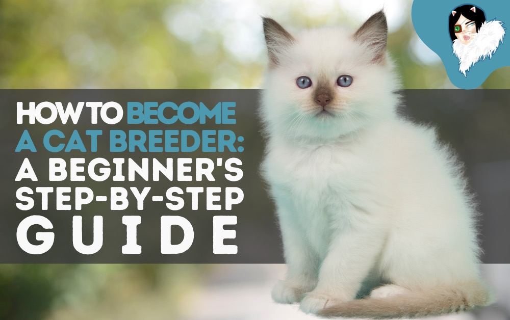 how to become a cat breeder