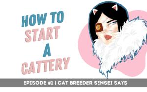 how to start a cattery