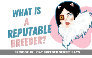 what is a reputable cat breeder