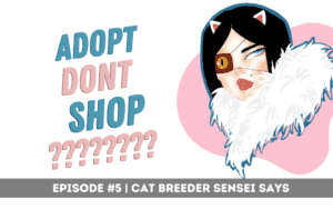 adopt dont shop