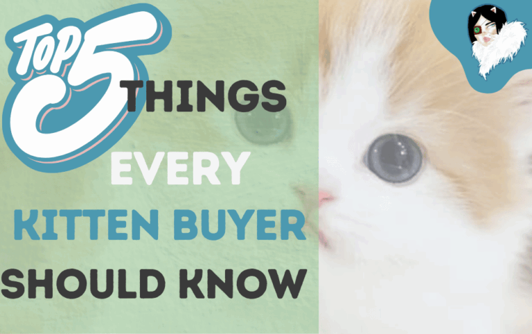 top-5-topics-for-kitten-buyers-featured-image
