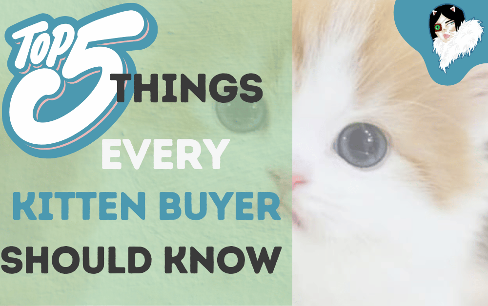 top-5-topics-for-kitten-buyers-featured-image