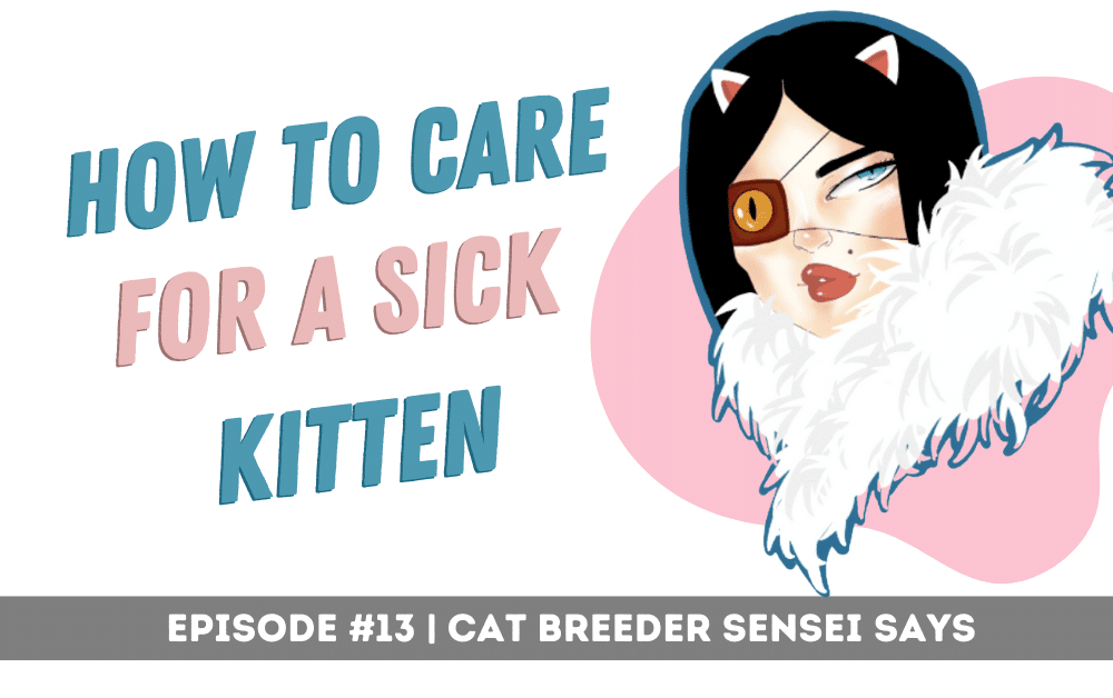 how to care for a sick kitten