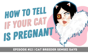 how to tell if your cat is pregnant