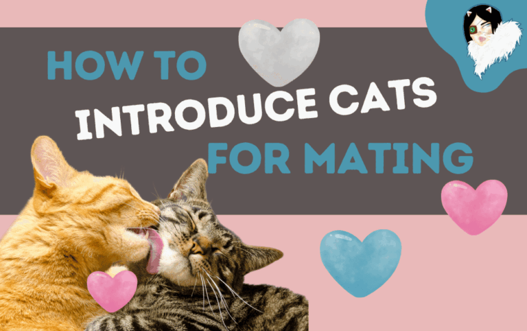 how to introduce cats for mating featured image