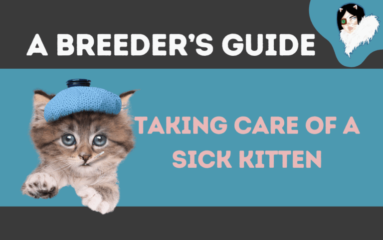 caring for a sick kitten featured image