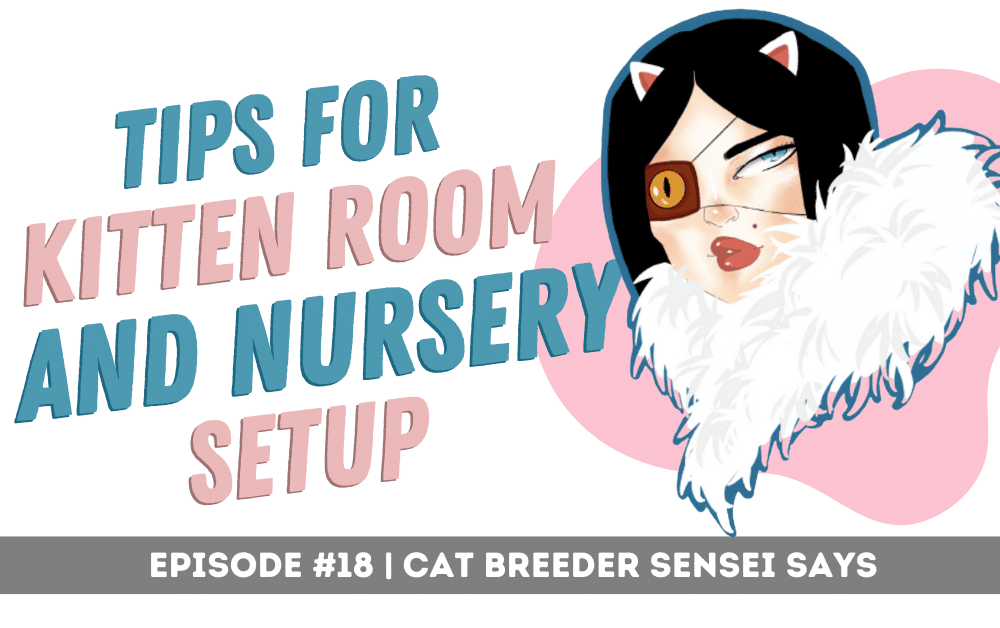 kitten room nursery setup podcast