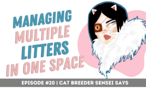 managing multiple litters of kittens