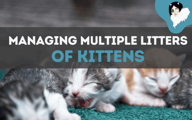 how to manage multiple litters of kittens in one space