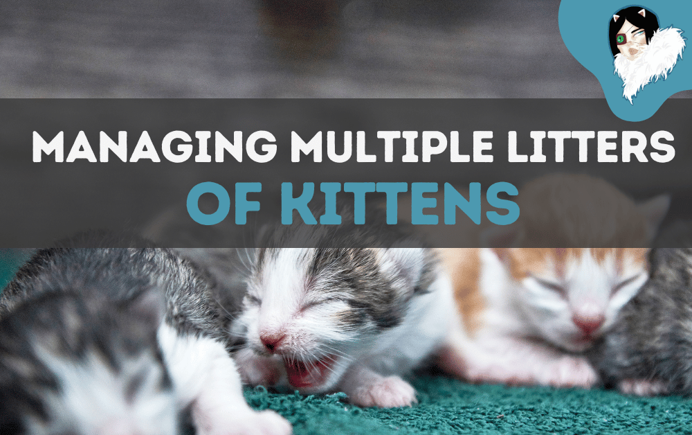 how to manage multiple litters of kittens in one space