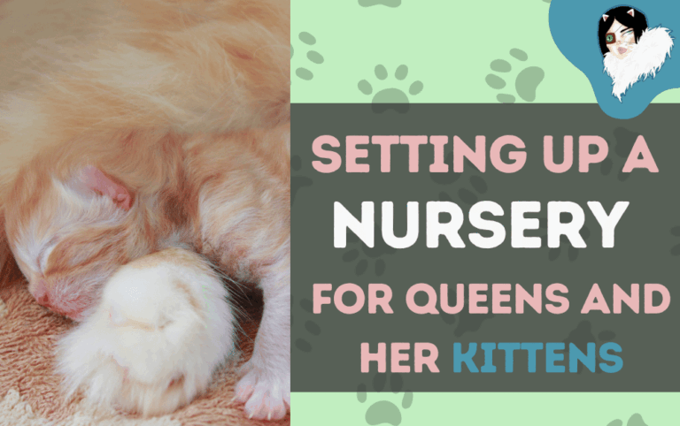 setting up kitten nursery