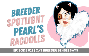 pearls ragdolls breeder