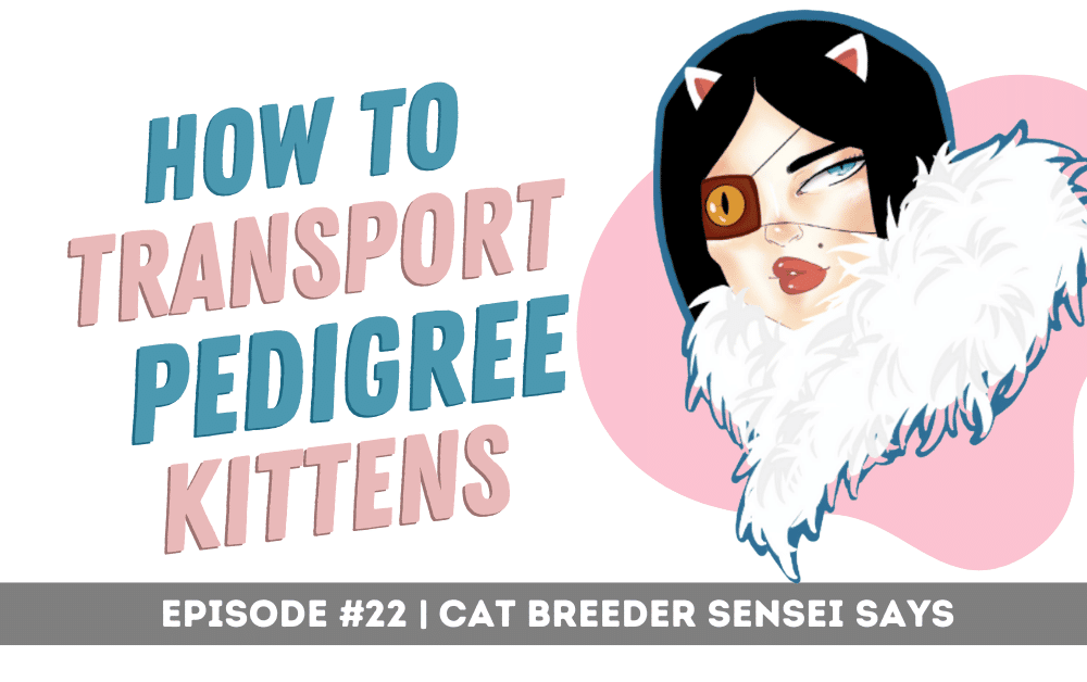 how to transport pedigree kittens