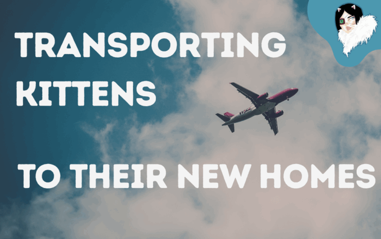 transporting kittens featured image