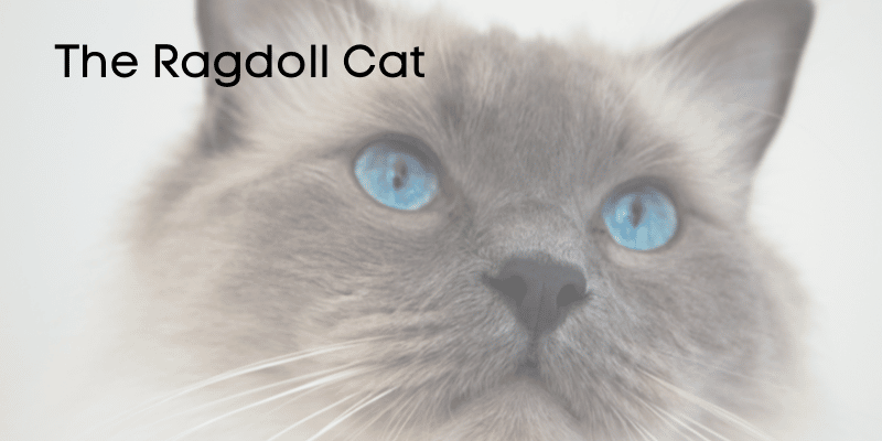 ragdoll cat