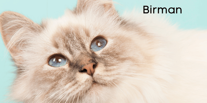 how many cat breeds are there in the world