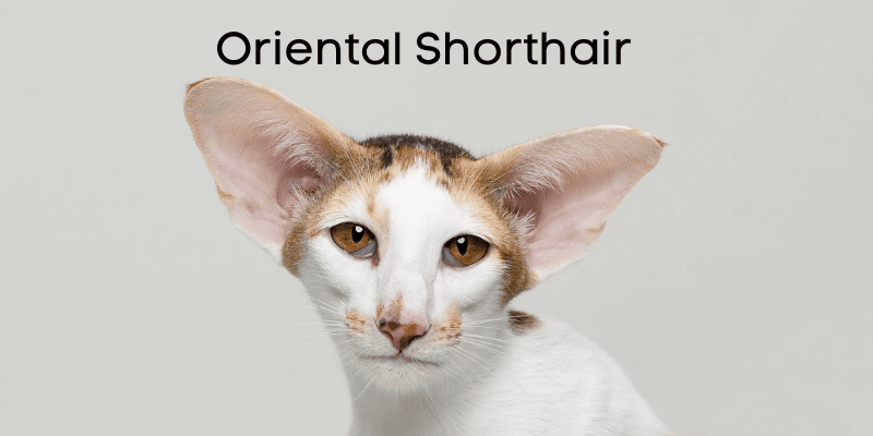 Oriental Shorthair