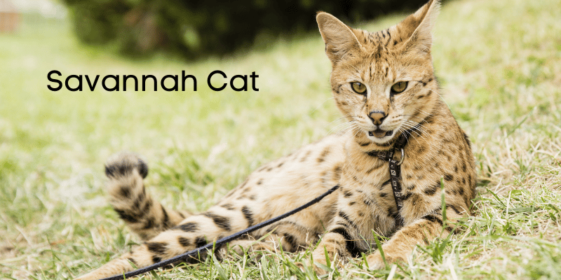 savannah cat