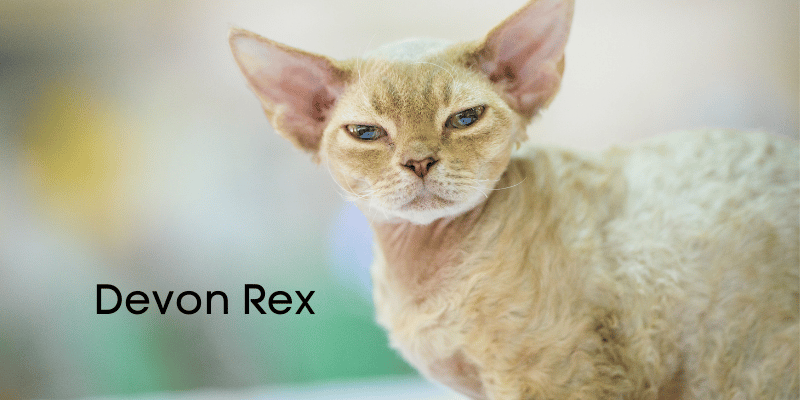 devon rex