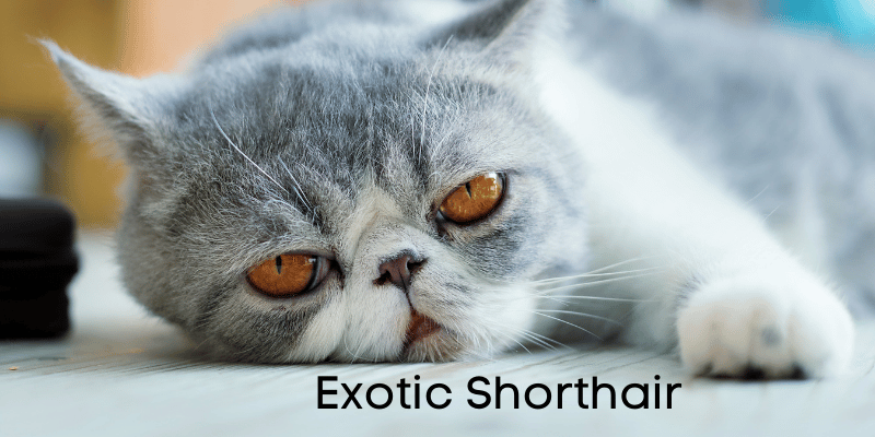 exotic shorthair