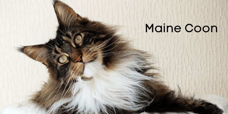 maine coon