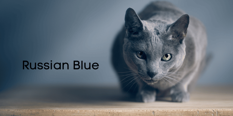 russian blue