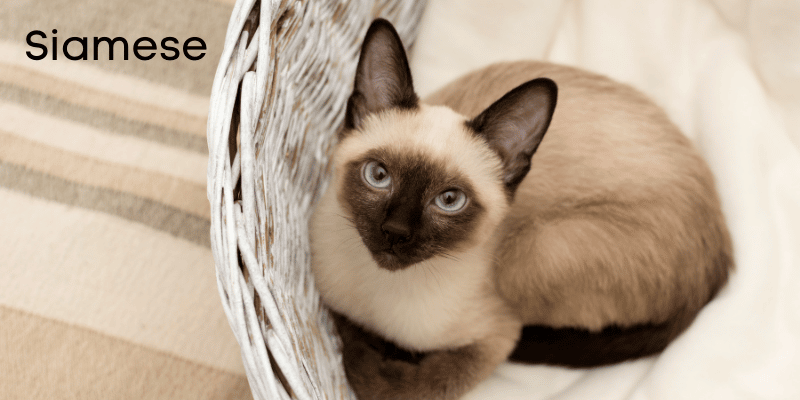 siamese cat