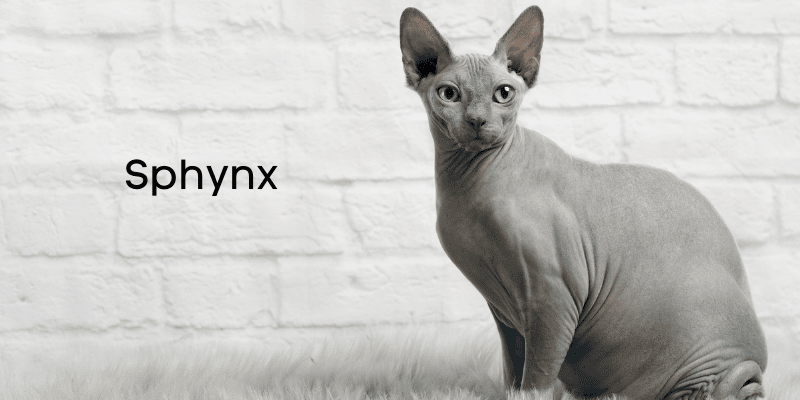 sphynx