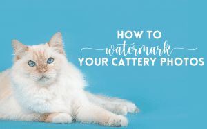 how to watermark your cattery photos