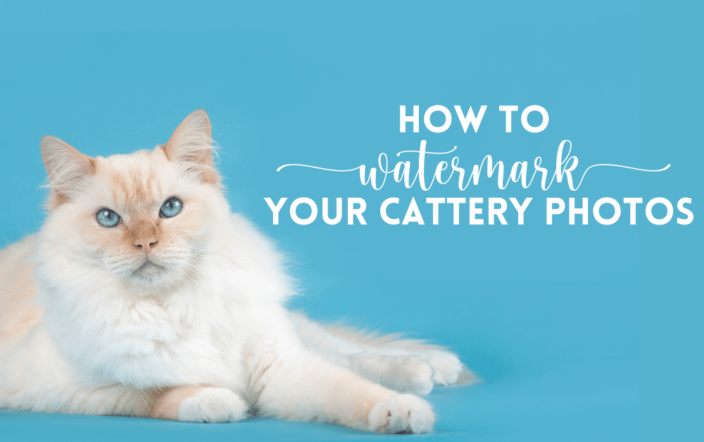 how to watermark your cattery photos