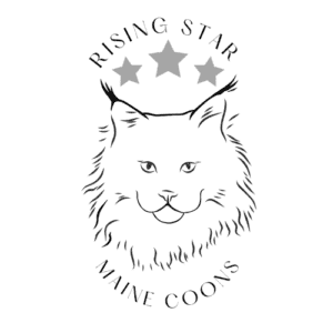 rising star logo