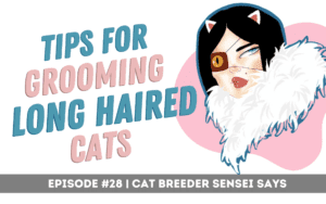 grooming long hair cats Podcast Episode 28