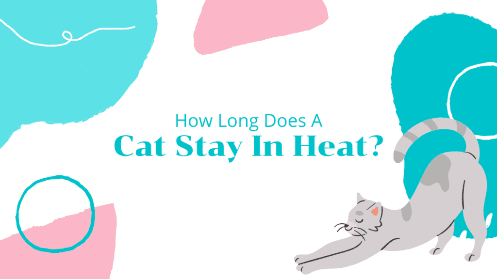 how long does a cat stay in heat