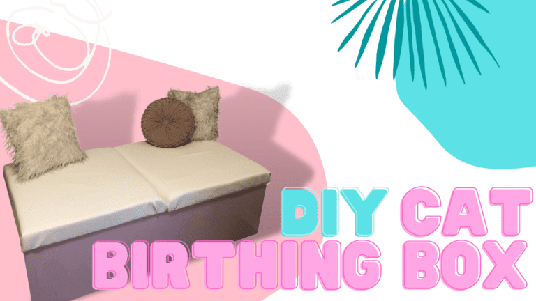 How To Make A Cat Birthing Box DIY For Cat Breeders