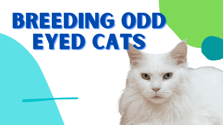 How To Breed Odd Eyed Cats? Heterochromia Explained