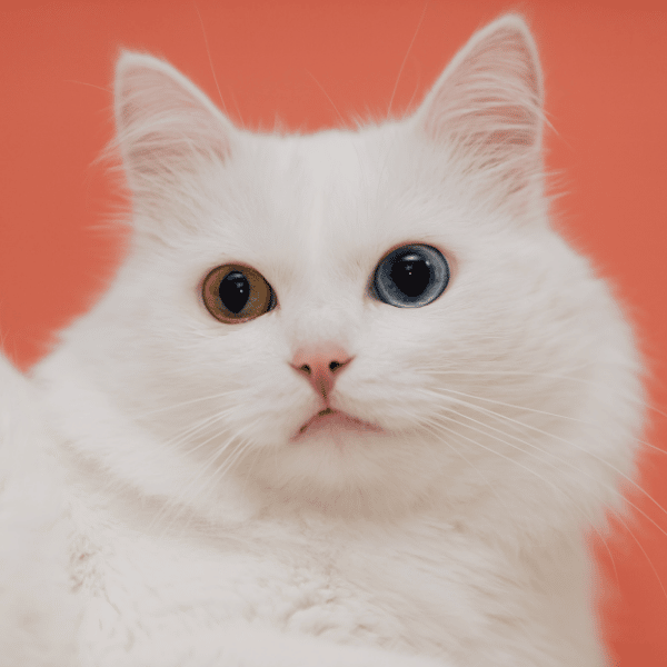 how to breed odd eyes cats