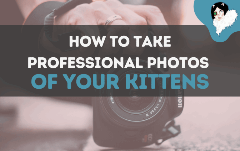 kitten photography lesson