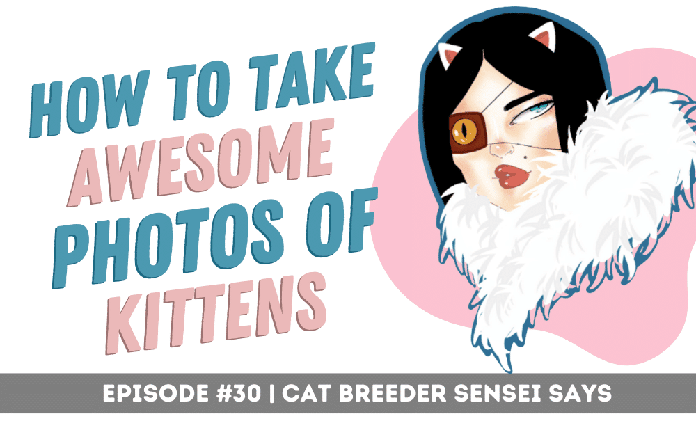 how to photograph kittens podcase episode 30
